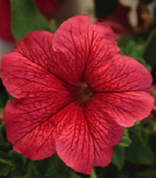 Petunia Seeds Petunia Limbo Red Vein 25 thru 1,000 Pelleted Seeds