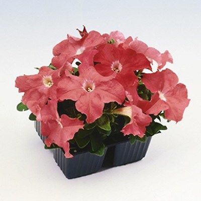 Petunia Seeds Petunia Limbo Salmon 25 thru 1,000 Pelleted Seeds