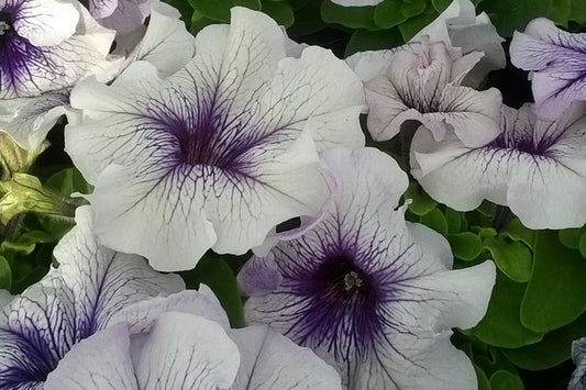 50 Pelleted Petunia Seeds Limbo Silver Blue Grandiflora Petunias Seeds