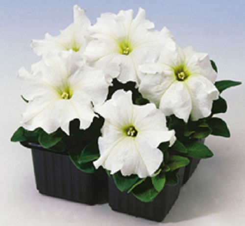 Petunia Seeds Petunia Limbo White 25 thru 1,000 Pelleted Seeds