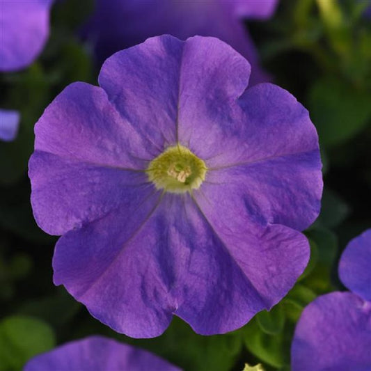 Pelleted Petunia Seeds Madness® Blue Sky Petunia 50 thru 1,000 Bulk Seeds