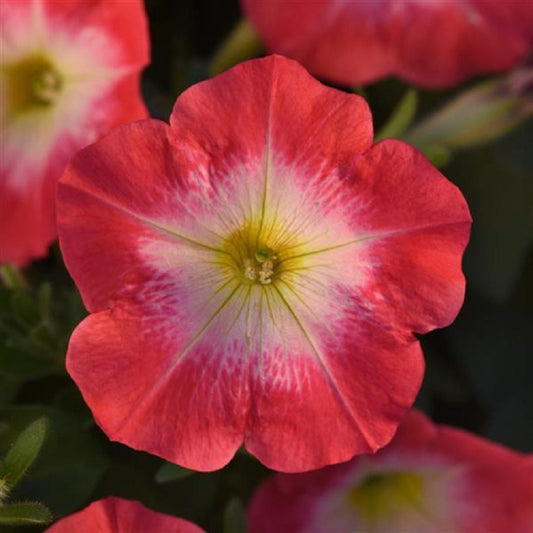 Pelleted Petunia Seeds Madness® Red Morn Petunia 50 thru 1,000 Bulk Seeds