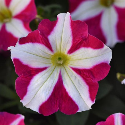 Pelleted Petunia Seeds Madness® Rose Star Petunia 50 thru 1,000 Bulk Seeds
