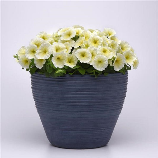 Pelleted Petunia Seeds Madness® Yellow Petunia 25 thru 1,000 Bulk Seeds