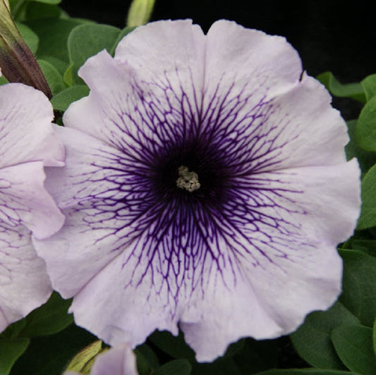 Petunia Seeds 50 Mambo Blue Vein Pelleted Seeds