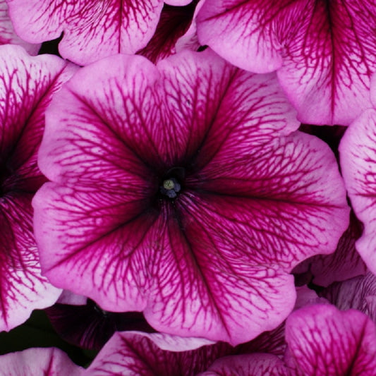 Petunias Seeds 50 Pelleted Seeds Mambo Orchid Vein