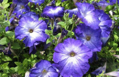 Pelleted Petunia Seeds Merlin Blue Morn 25 thru 250 Seeds