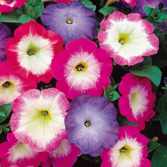 Pelleted Petunia Seeds Merlin Mix Morn 25 thru 250 Seeds