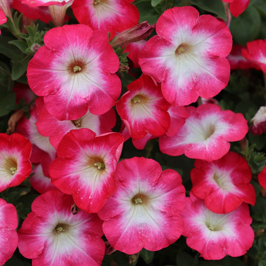 Pelleted Petunia Seeds Merlin Pink Morn 25 thru 250 Seeds
