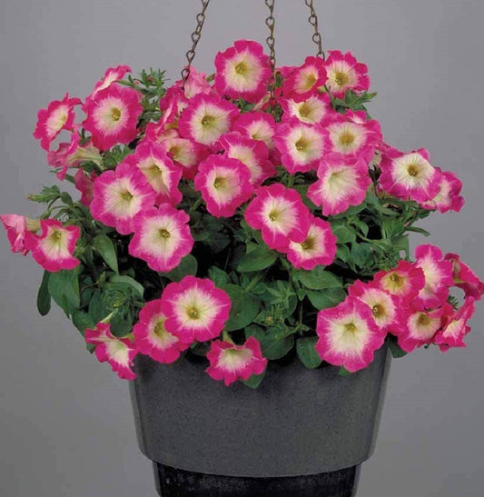 Pelleted Petunia Seeds Merlin Rose Morn 25 thru 250 Seeds