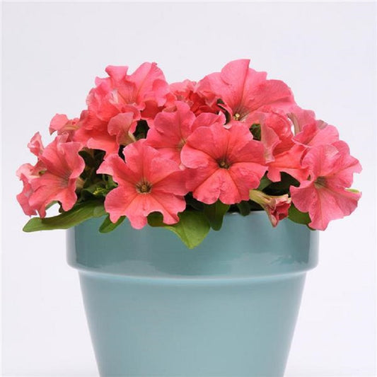 Petunia Pretty Grand Coral Petunia Seeds 25 thru 100 Pelleted Seeds