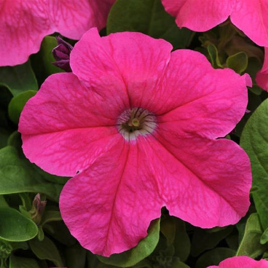 Petunia Pretty Grand Deep Pink Petunia Seeds 25 thru 100 Pelleted Seeds