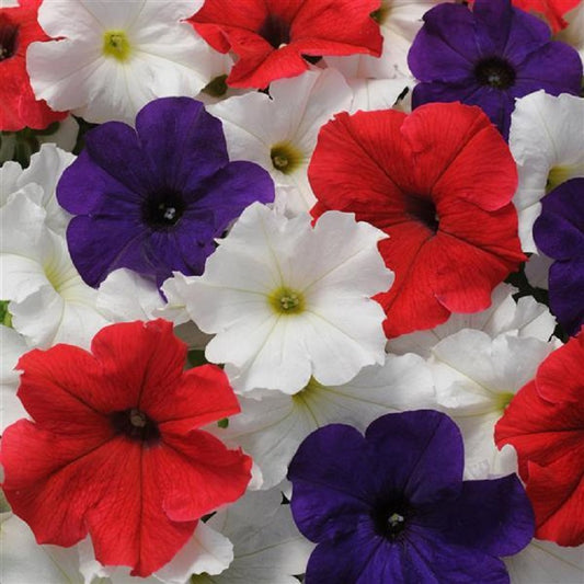 Petunia Pretty Grand Flag Mix Petunia Seeds 25 thru 100 Pelleted Seeds