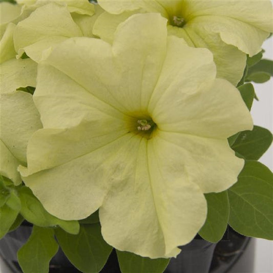 Petunia Pretty Grand Mellow Yellow Petunia Seeds 25 thru 100 Pelleted Seeds