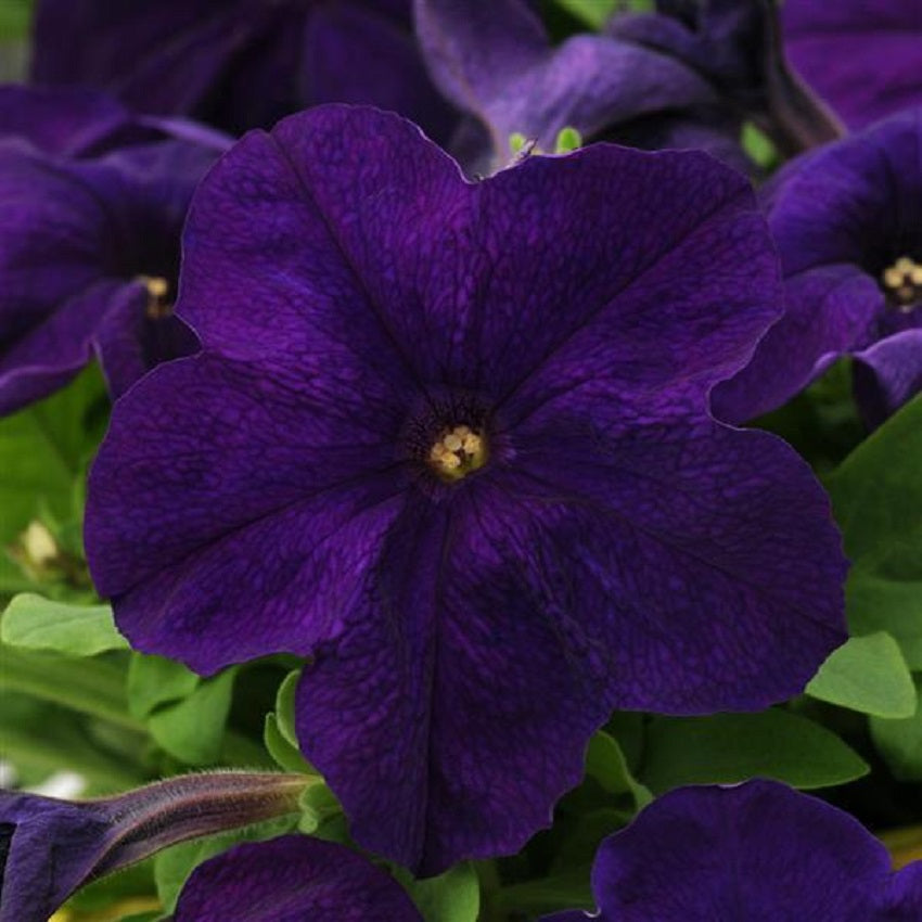 Petunia Pretty Grand Midnight Petunia Seeds 25 thru 100 Pelleted Seeds