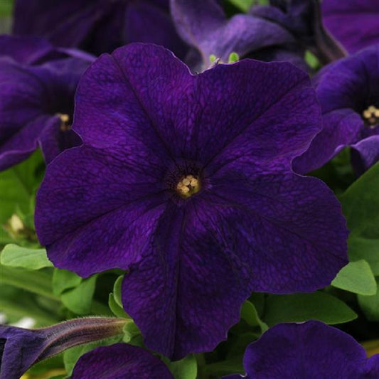 Petunia Pretty Grand Midnight Petunia Seeds 25 thru 100 Pelleted Seeds