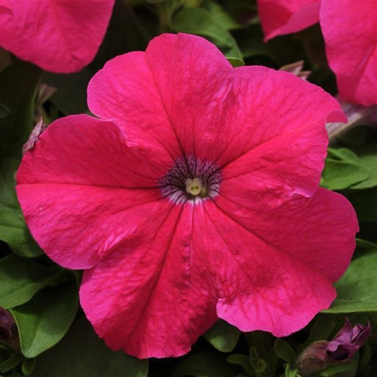 Petunia Pretty Grand Rose Petunia Seeds 25 thru 100 Pelleted Seeds