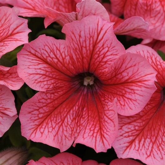 Petunia Pretty Grand Summer Petunia Seeds 25 thru 100 Pelleted Seeds