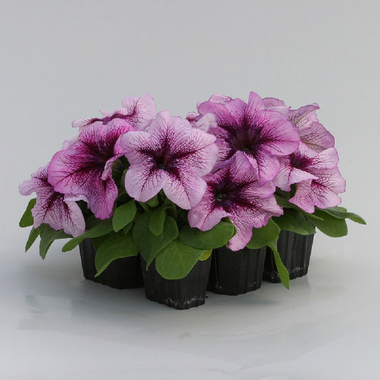 Petunia Prism Blueberry Sundae 50 Pelleted Petunia Seeds