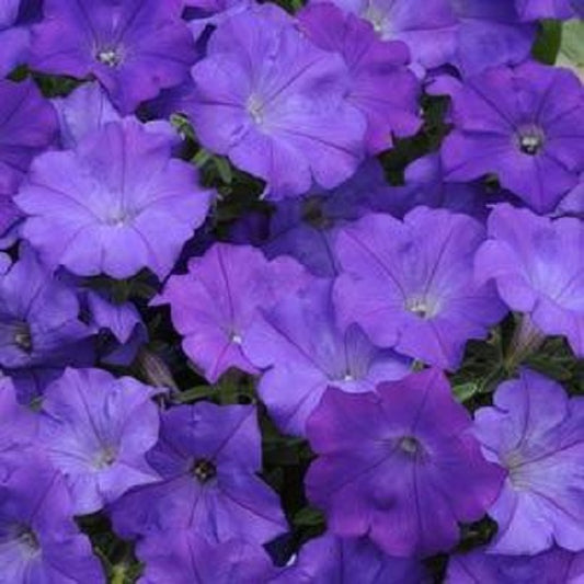 Pelleted Petunia Seeds Shock Wave Denim 15 thru 100 Seeds