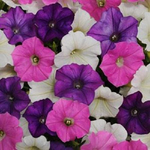 Pelleted Petunia Seeds Shock Wave Spark Mix 15 thru 100 Seeds