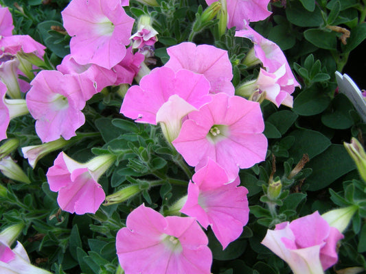 Pelleted Petunia Seeds Shock Wave Pink Shades 15 thru 100 Seeds