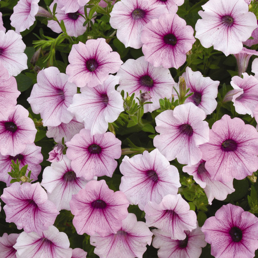 Pelleted Petunia Seeds Shock Wave Pink Vein 15 thru 100 Seeds