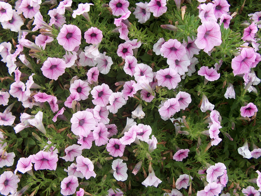 Pelleted Petunia Seeds Shock Wave Pink Vein 15 thru 100 Seeds