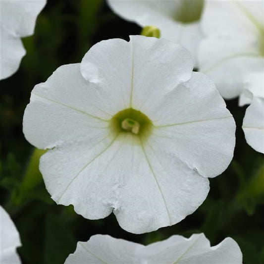Pelleted Petunia Seeds Shock Wave White 15 thru 100 Seeds