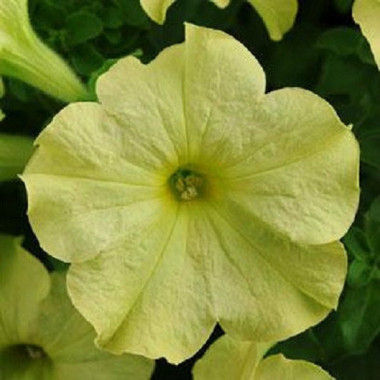 Petunia Sophistica Lime Green 15 thru 250 Pelleted Seeds Hybrid Petunia