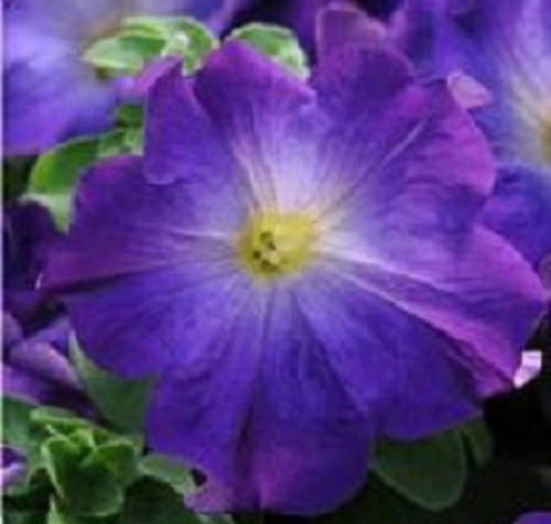 Petunia Sophistica Blue Morn 15 thru 250 Pelleted Seeds Hybrid Petunia