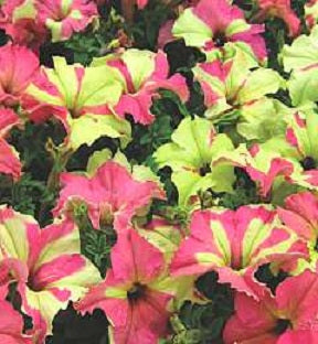 Petunia Seeds Sophistica Lime Bicolor 25 Pelleted Seeds