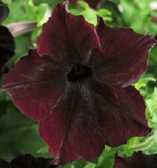 Petunia Sophistica Blackberry 15 thru 250 Pelleted Seeds Hybrid Petunia
