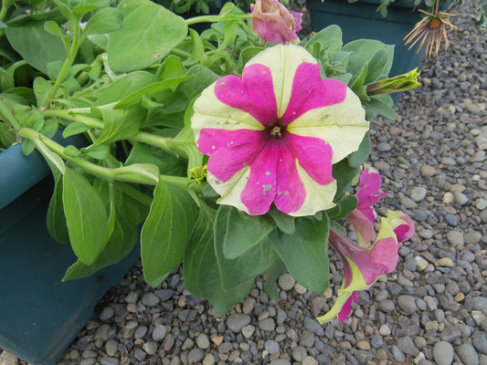 Petunia Sophistica Lime Bi Color 15 thru 250 Pelleted Seeds Hybrid Petunia