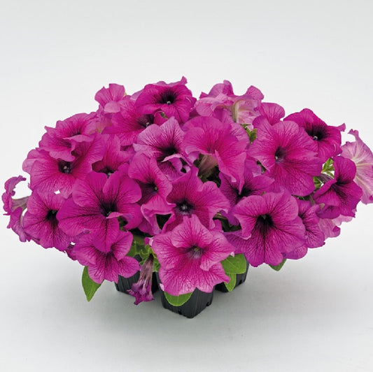 Petunia Seeds Success 360 Burgundy Vein 50 Pelleted Seeds