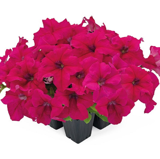 Petunia Seeds Petunia Success 360 Deep Rose 25 thru 1,000 seeds