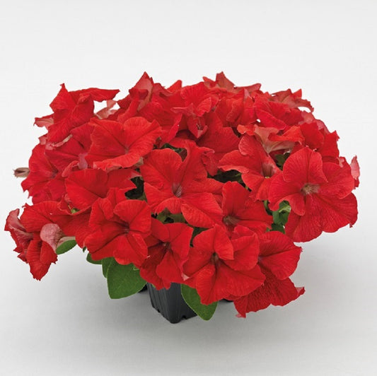 Petunia Seeds Success 360 Red 50 Pelleted Seeds
