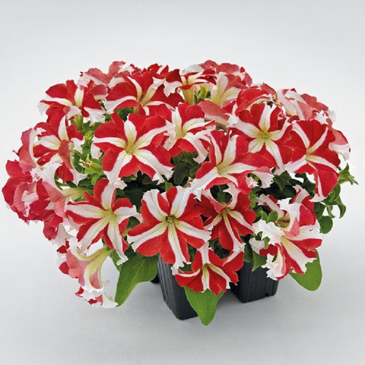 Petunia Seeds Petunia Success 360 Red Star 25 thru 1,000 seeds
