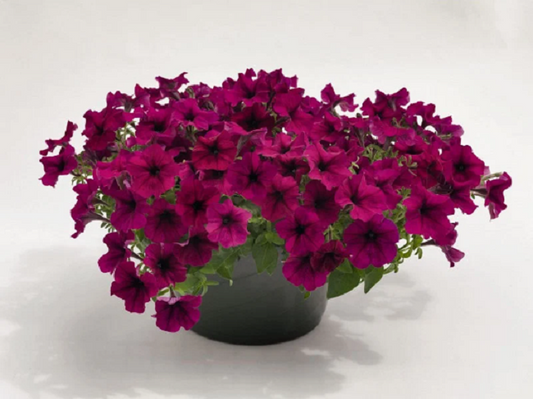 Flower Seeds 25 Pelleted Petunia Seeds Success Burgundy