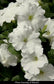 Trailing Petunia Success White 25 Pelleted Petunia Seeds