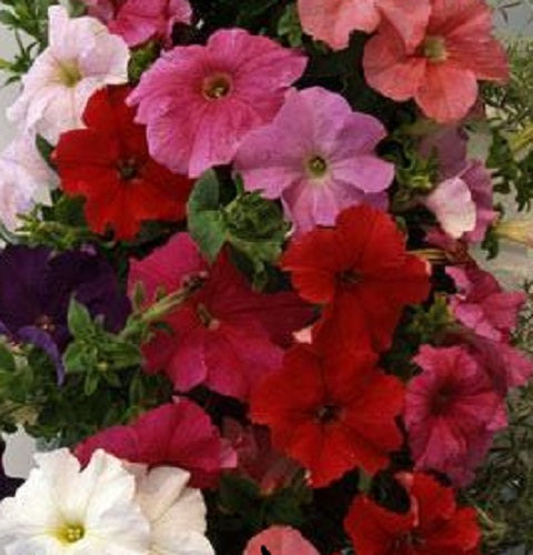 Petunia Seeds Supercascade Mix 25 thru 500 Pelleted Petunia Seeds