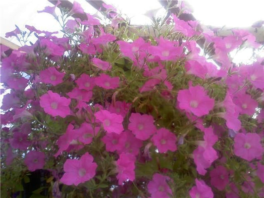 Petunia Seeds Supercascade Pink 25 thru 500 Pelleted Petunia Seeds