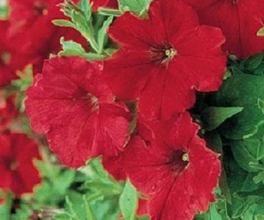 Petunia Seeds Supercascade Red 25 thru 500 Pelleted Petunia Seeds
