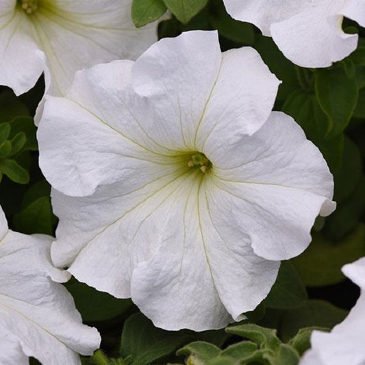 Petunia Seeds Super Cascade White 50 Pelleted Seeds