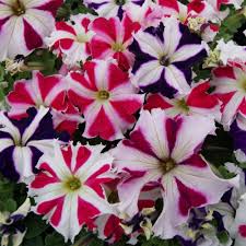 Tango All Star Mix Petunia Seeds 25 thru 1,000 Pelleted Petunia Seeds