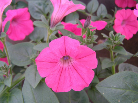 Trailing Petunia Tidal Wave Hot Pink 25 Pelleted Petunia Seeds