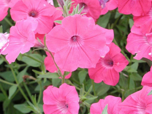 Petunias Tidal Wave Hot Pink 15 thru 100 Pelleted Petunia Seeds