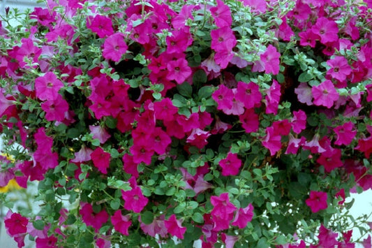 Petunias Seeds Tidal Wave Purple 25 Pelleted Petunia Seeds