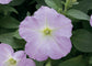 25 Pelleted Petunia Seeds Trilogy Lavender Pink Trailing Petunia