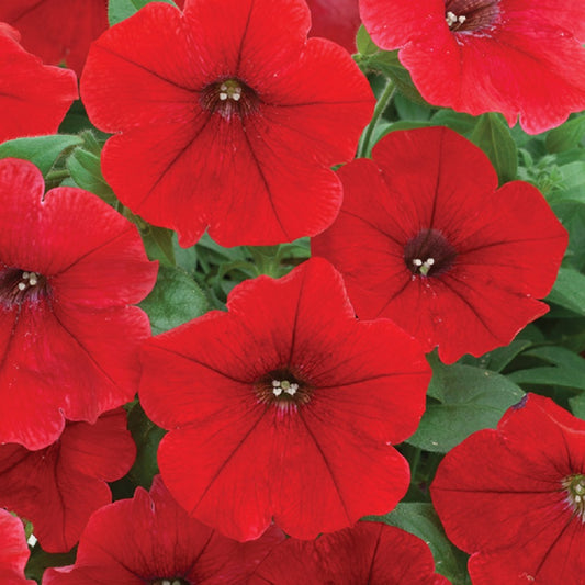 25 Pelleted Petunia Seeds Trilogy Rouge Trailing Petunia Seeds